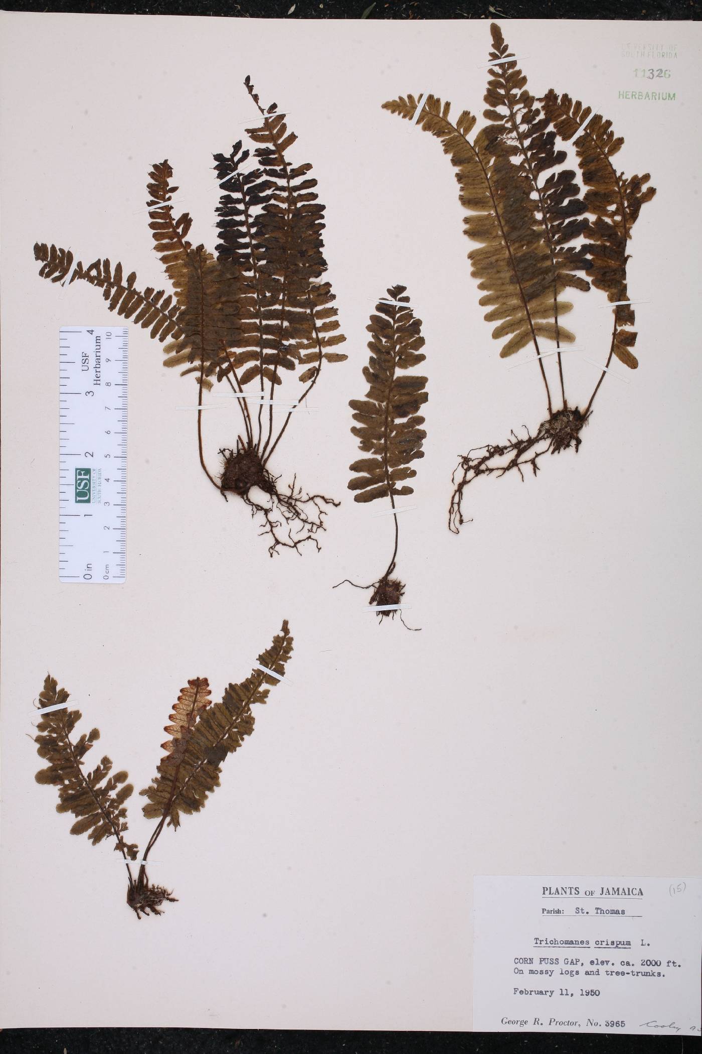 Trichomanes crispum image