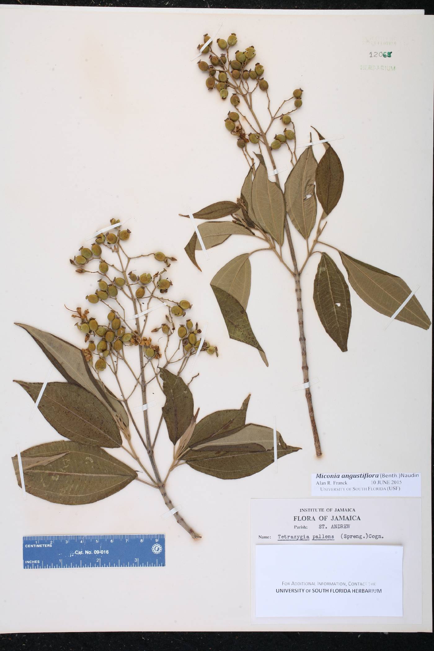 Miconia bicolor image