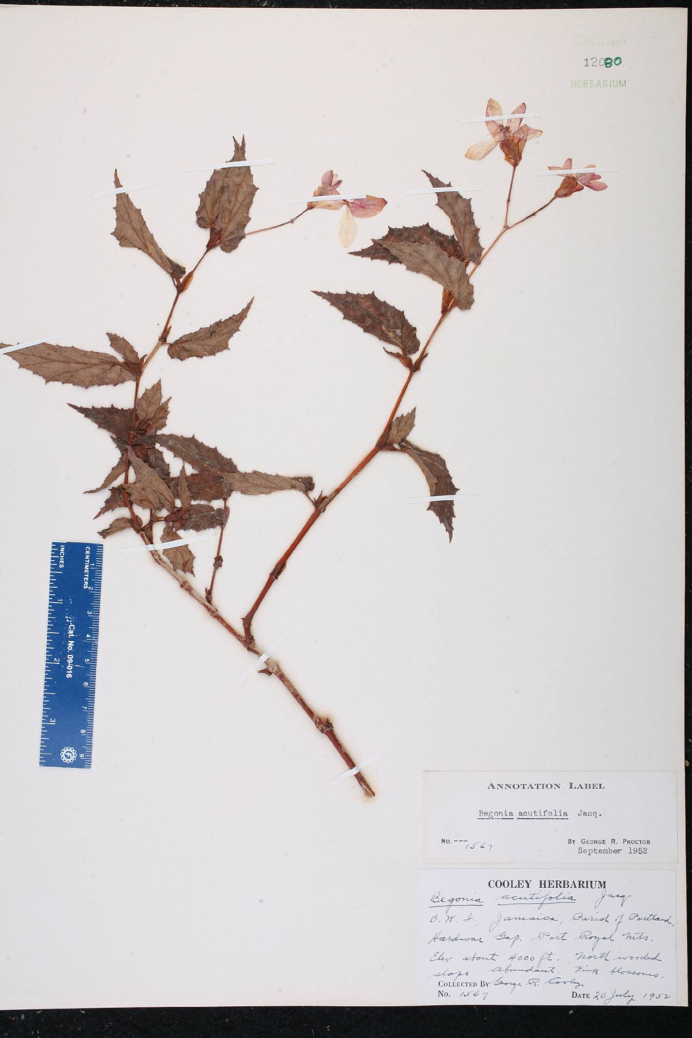 Begonia acutifolia image