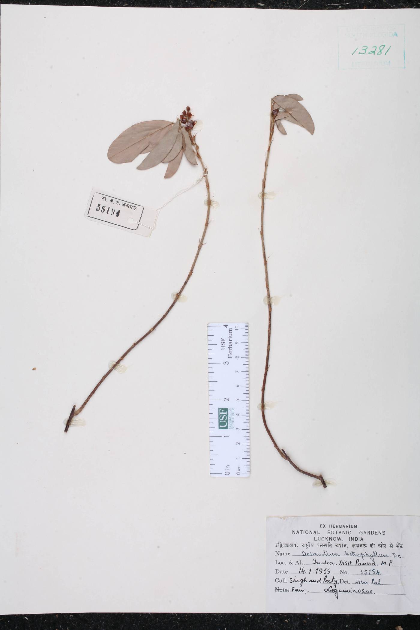 Desmodium heterophyllum image