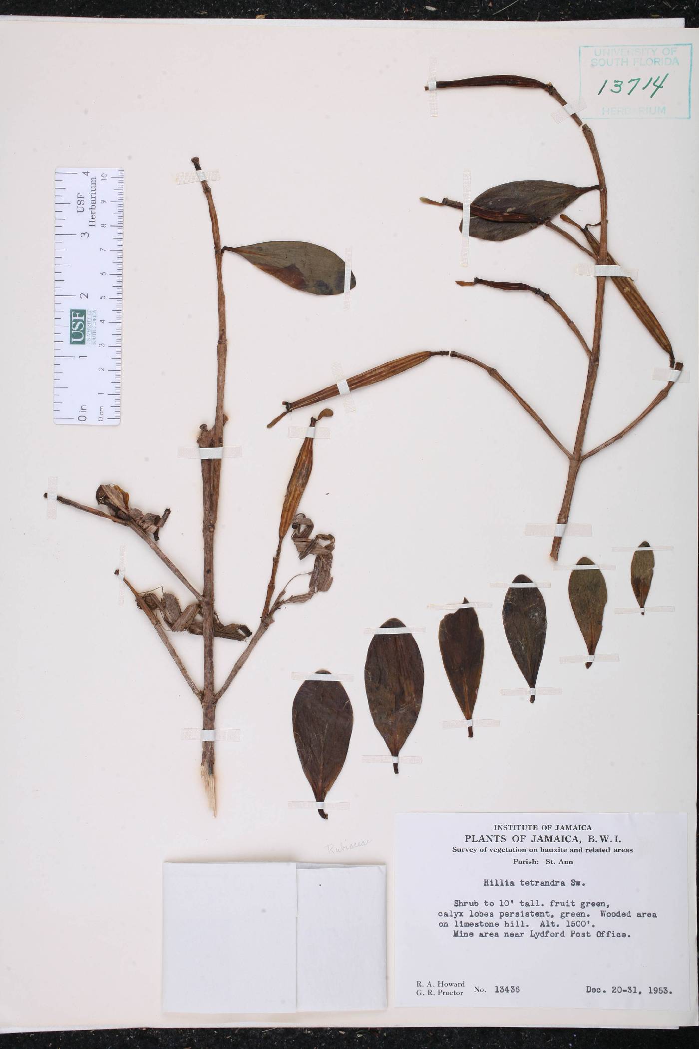 Hillia tetrandra image