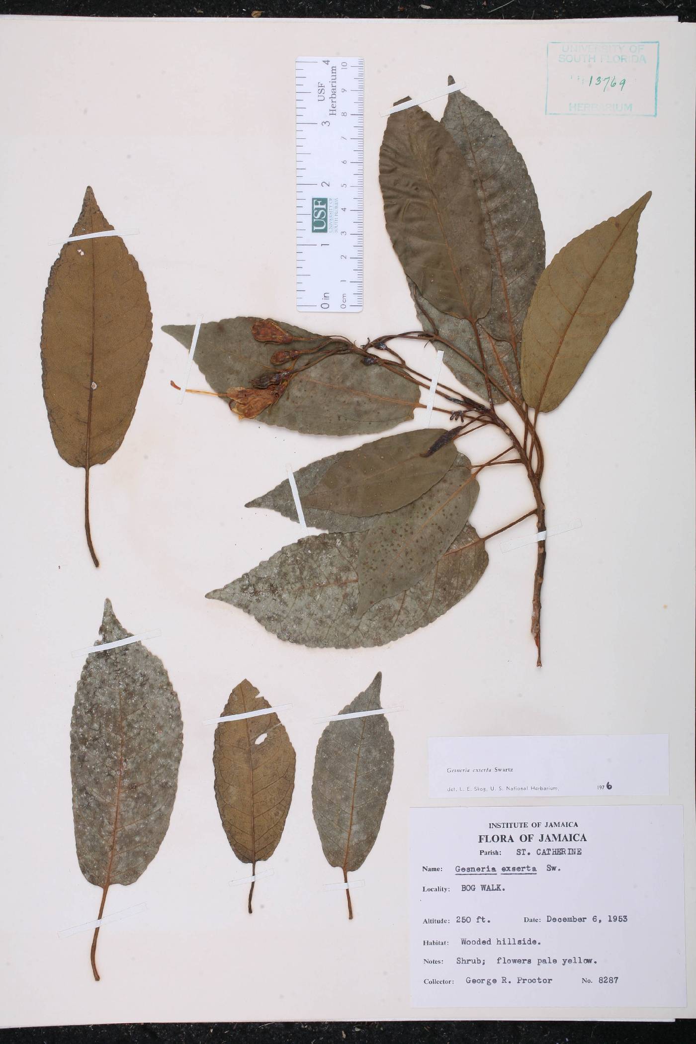 Gesneria exserta image