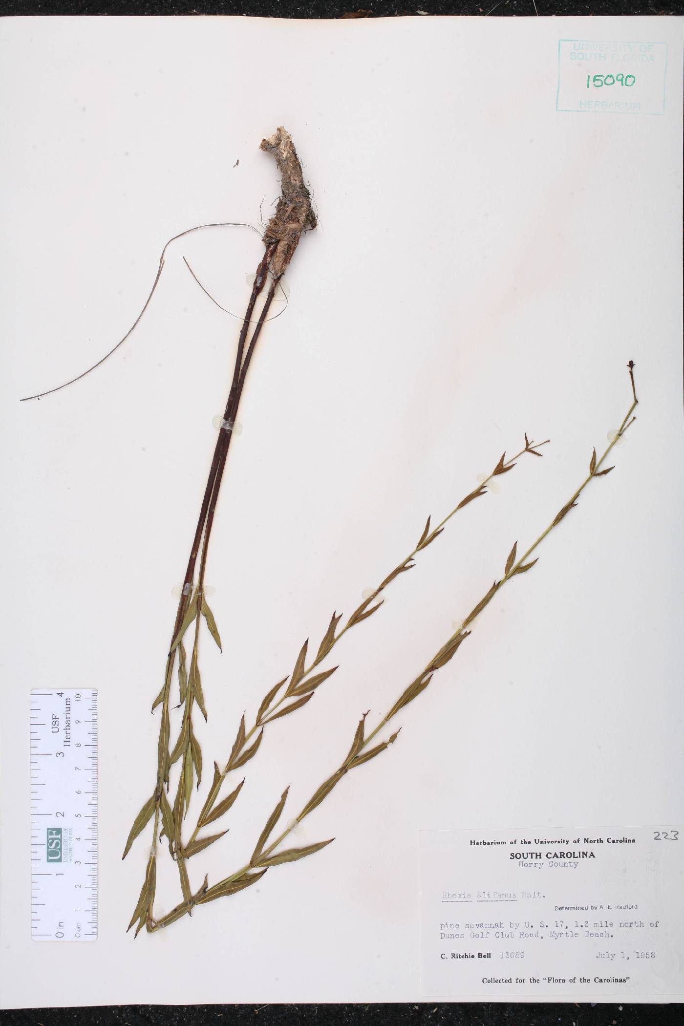 Rhexia alifanus image