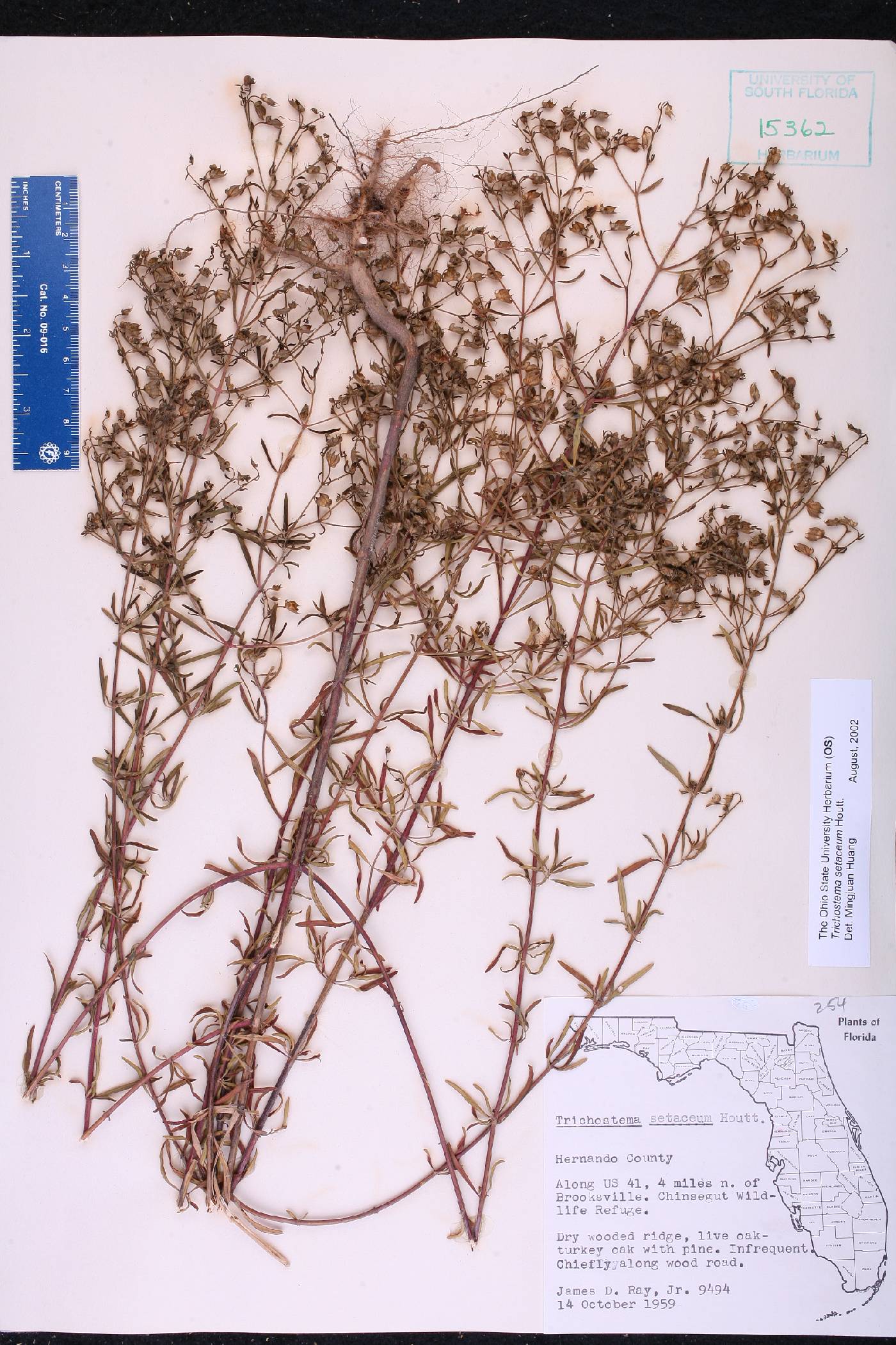 Trichostema setaceum image