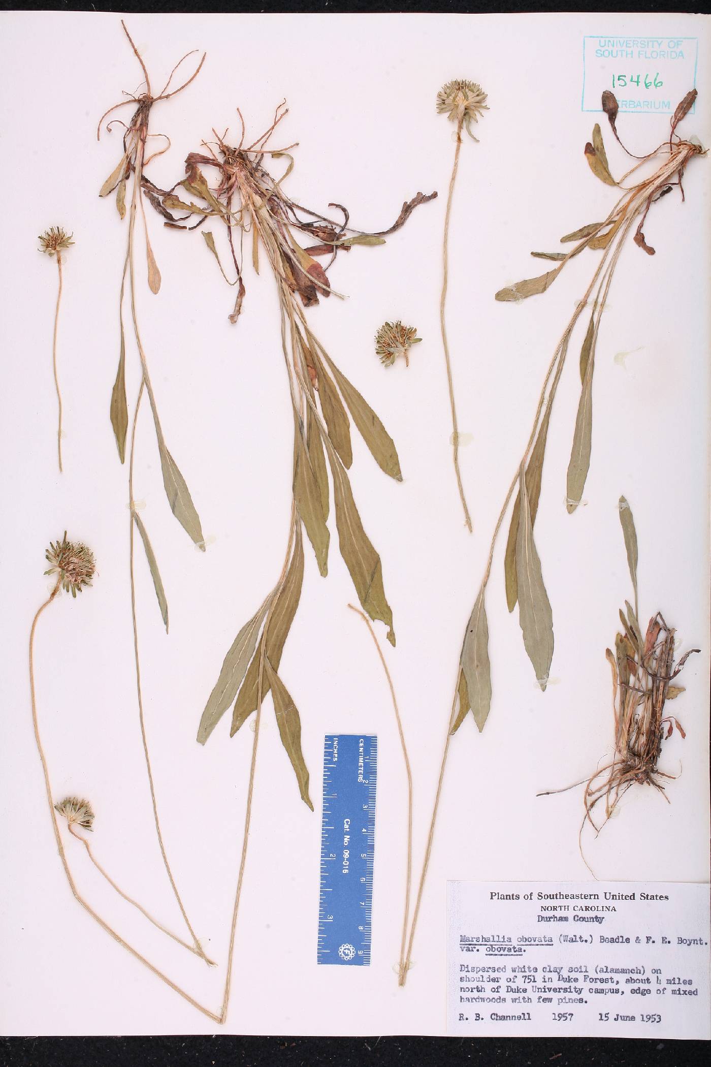Marshallia obovata image