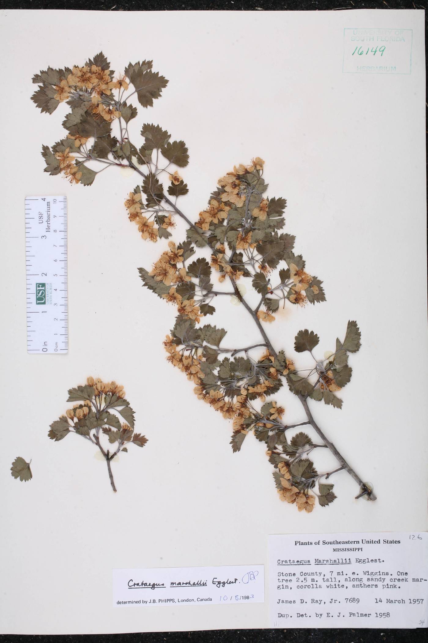 Crataegus marshallii image