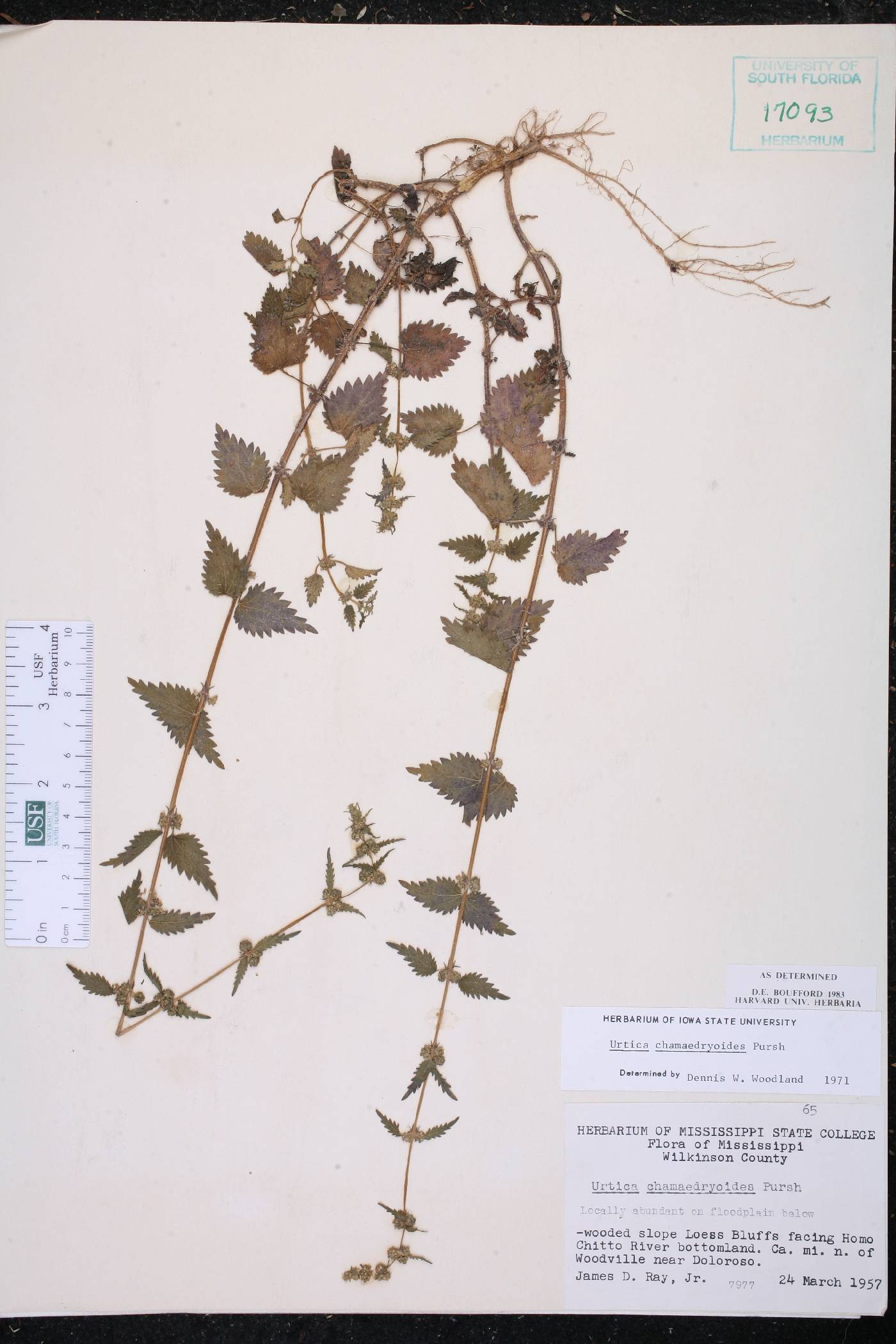 Urtica chamaedryoides image