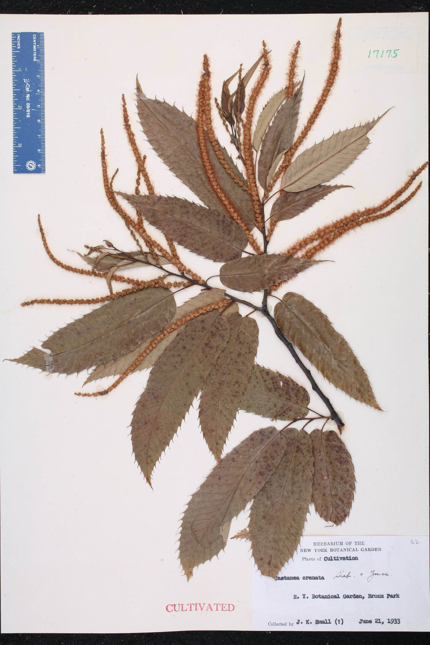 Castanea crenata image