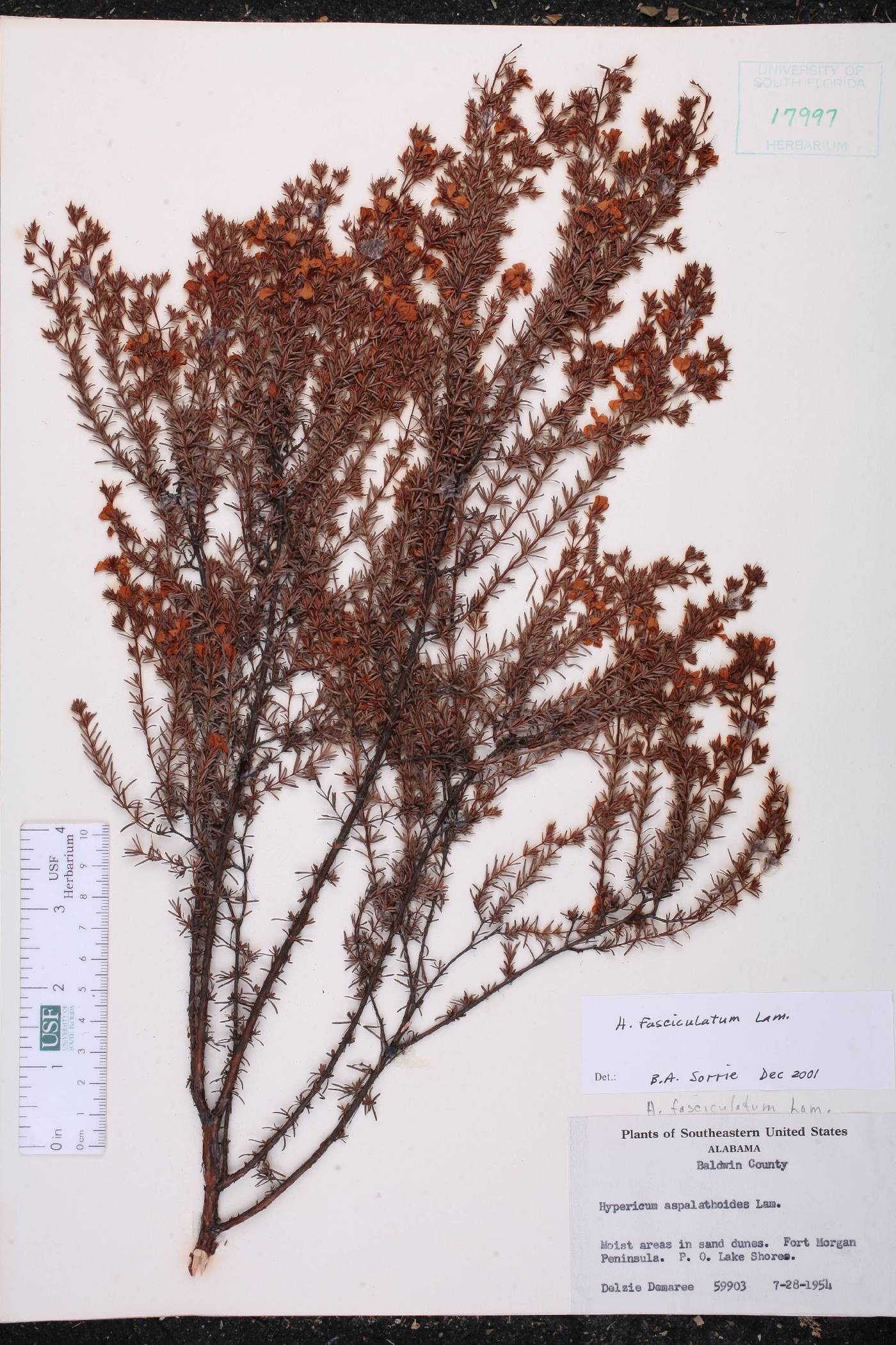 Hypericum fasciculatum image
