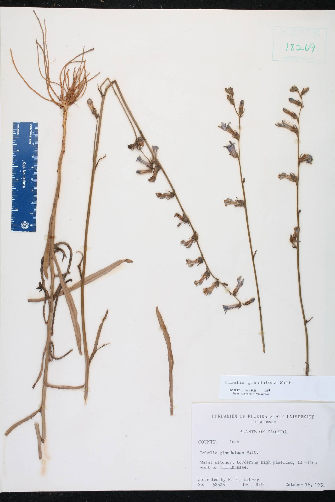 Lobelia glandulosa image
