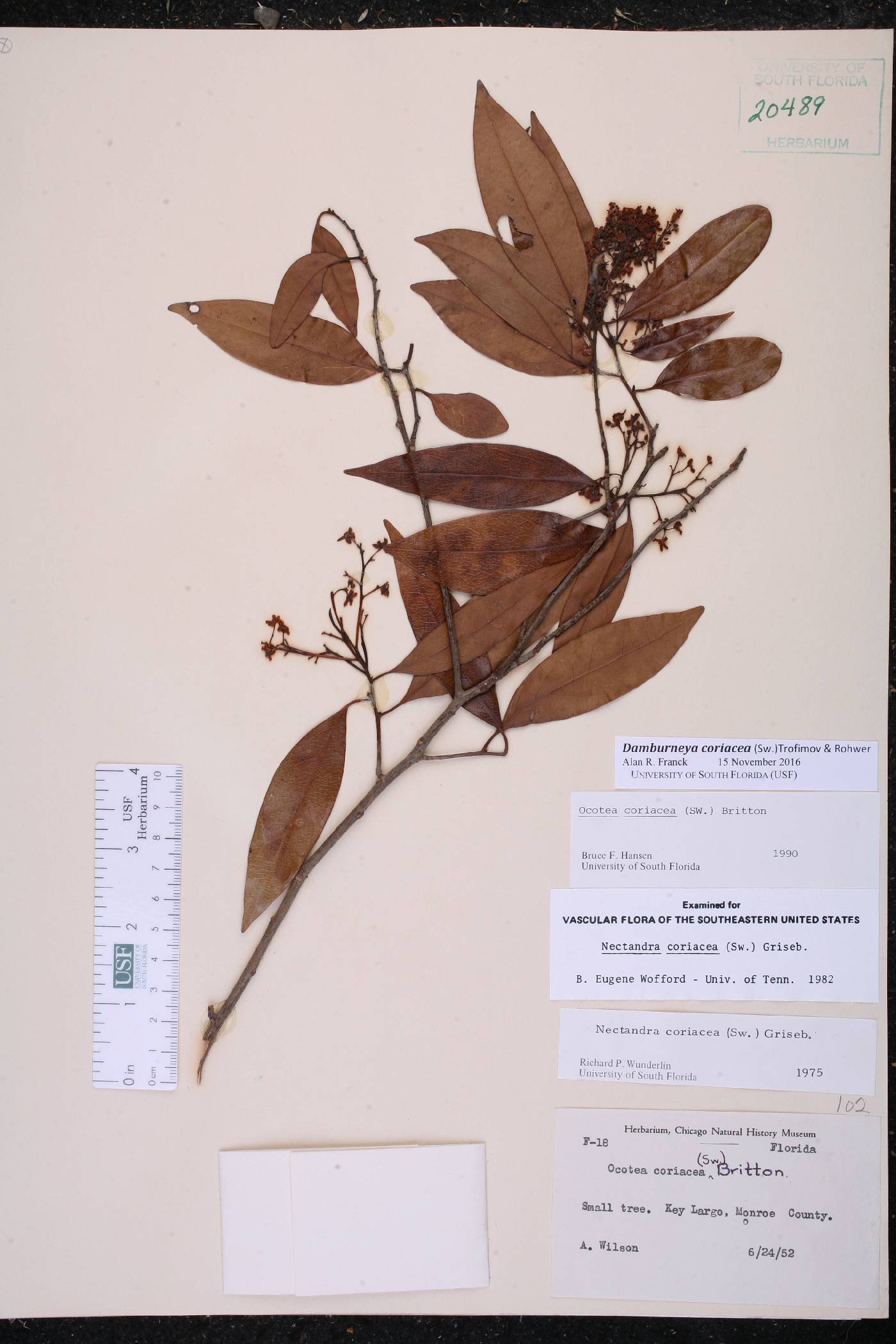 Damburneya coriacea image
