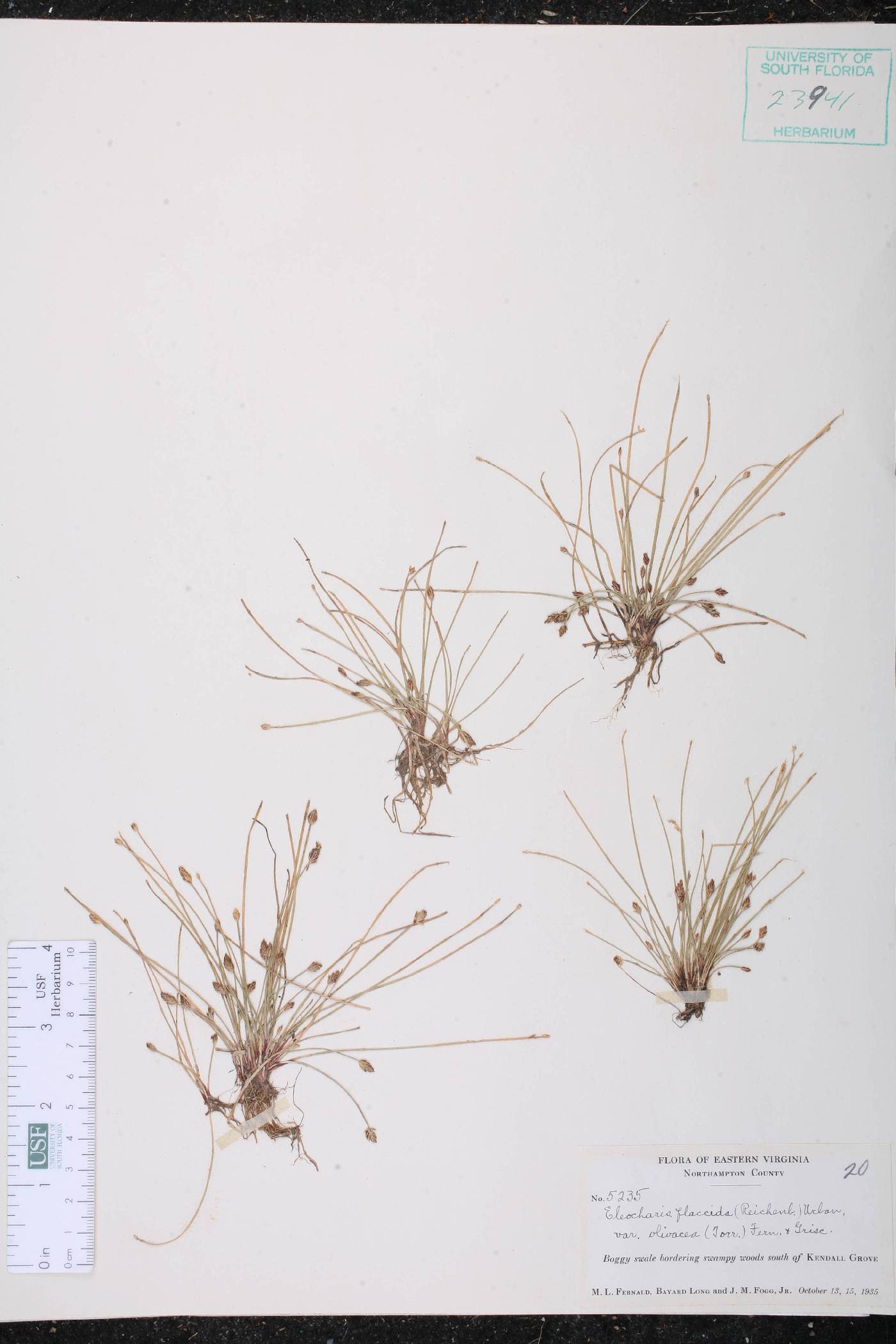 Eleocharis flaccida var. olivacea image