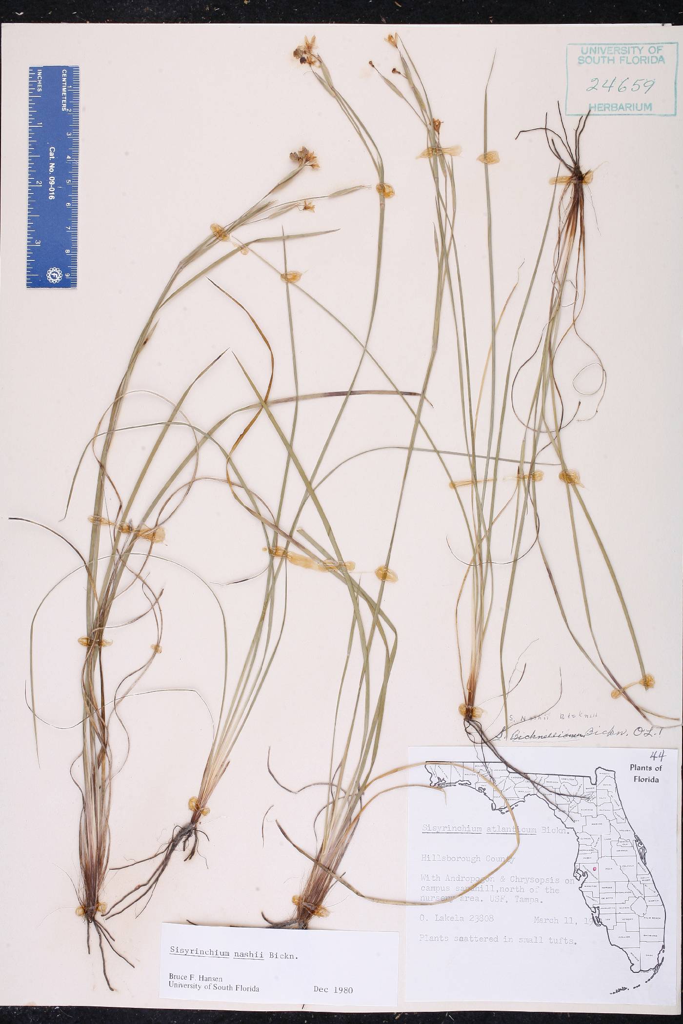 Sisyrinchium nashii image