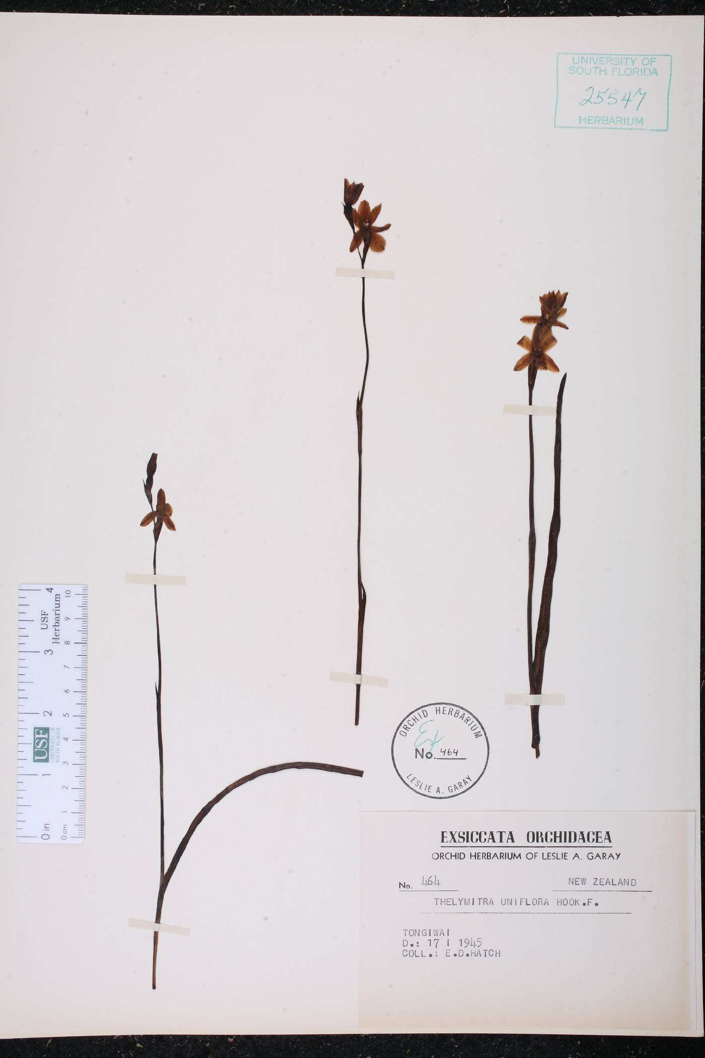 Thelymitra cyanea image