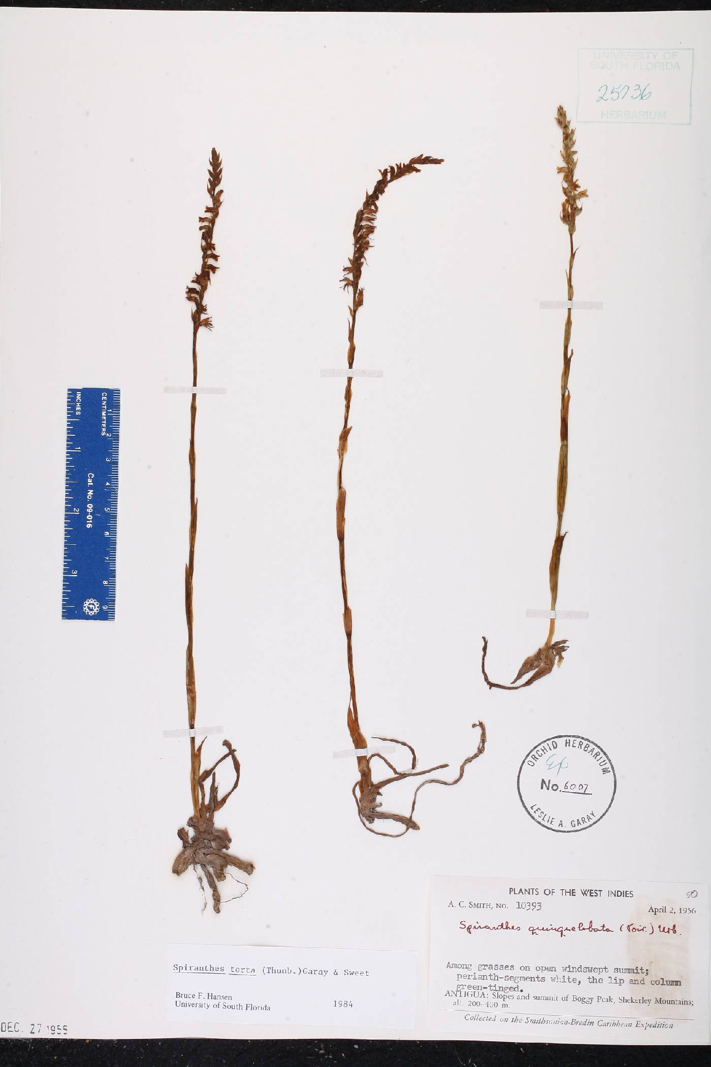 Spiranthes torta image