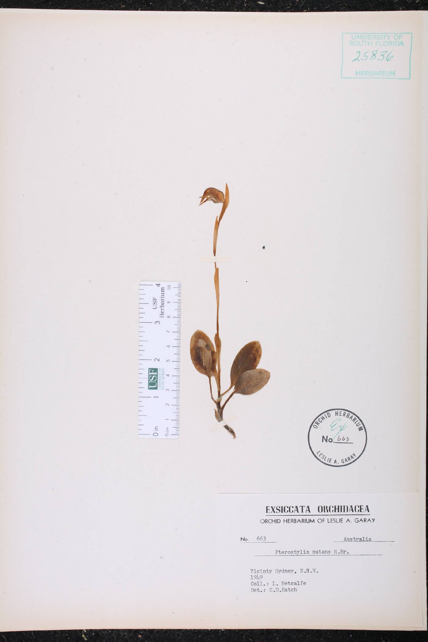 Pterostylis nutans image