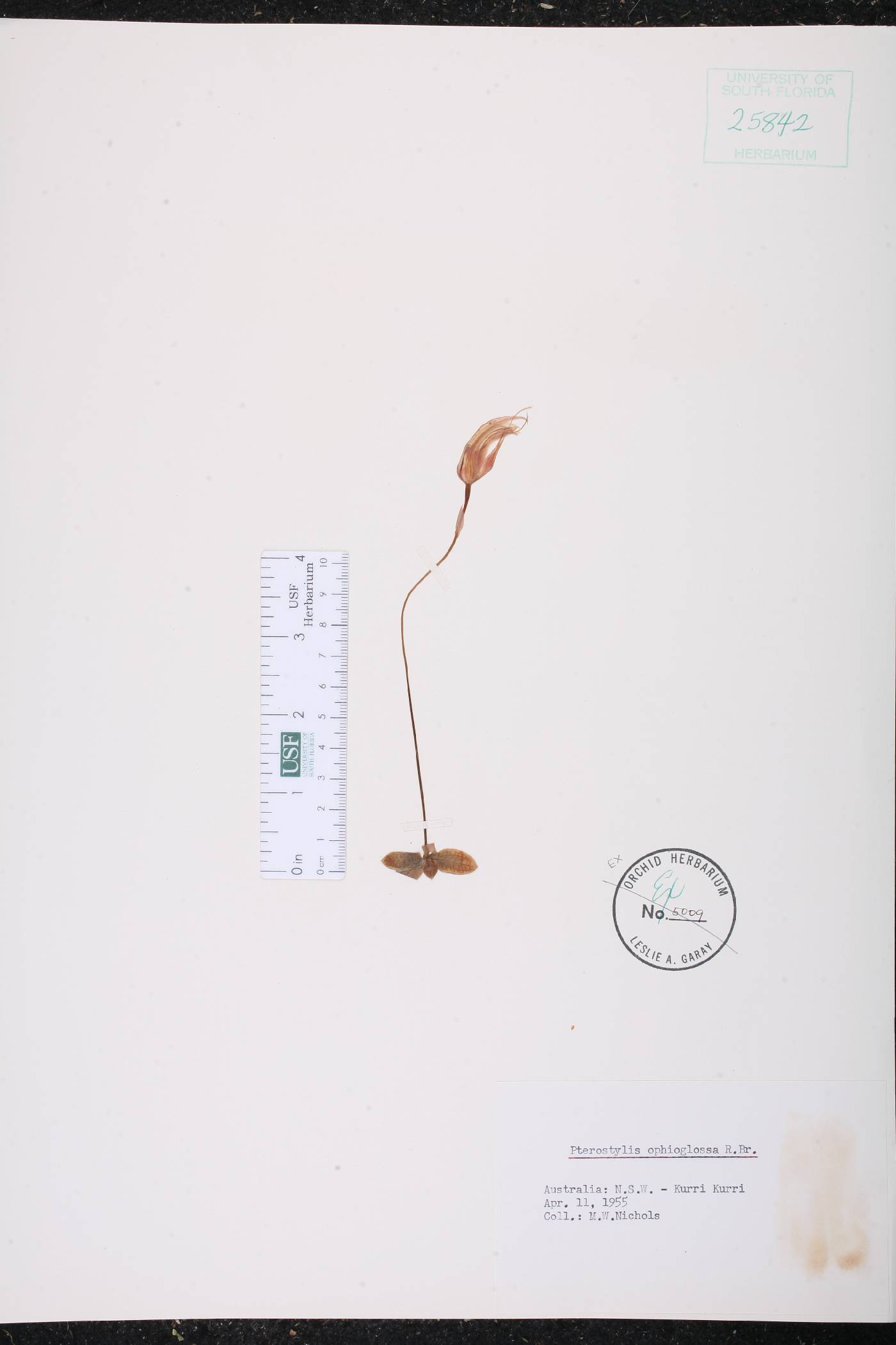 Pterostylis ophioglossa image