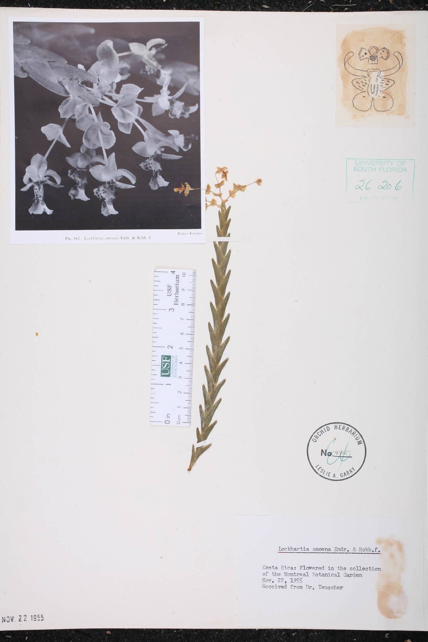 Lockhartia amoena image