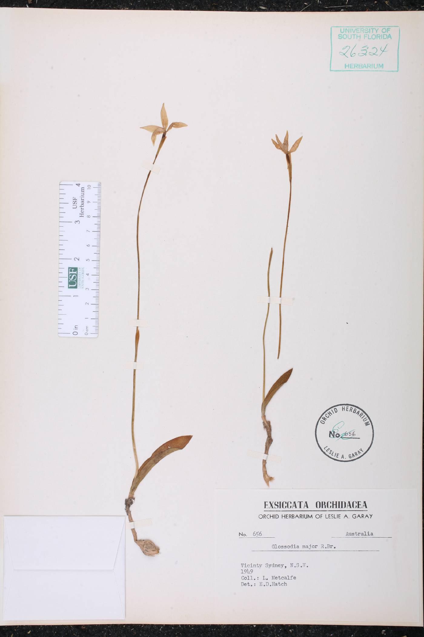 Glossodia major image