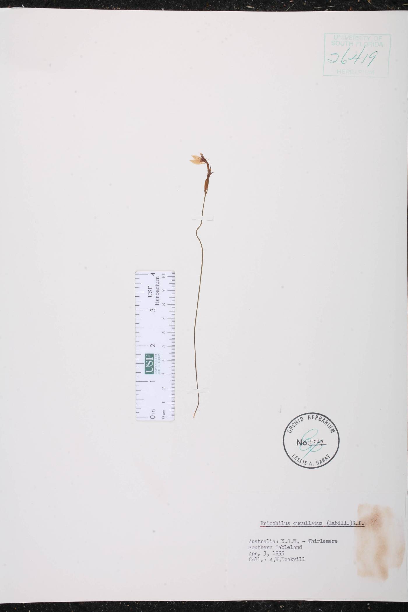 Eriochilus cucullatus image