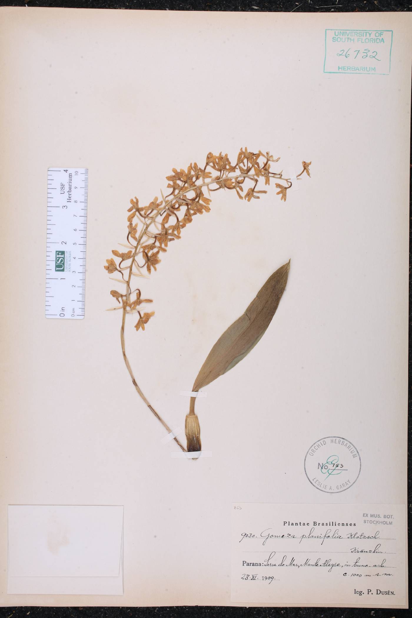 Gomesa planifolia image