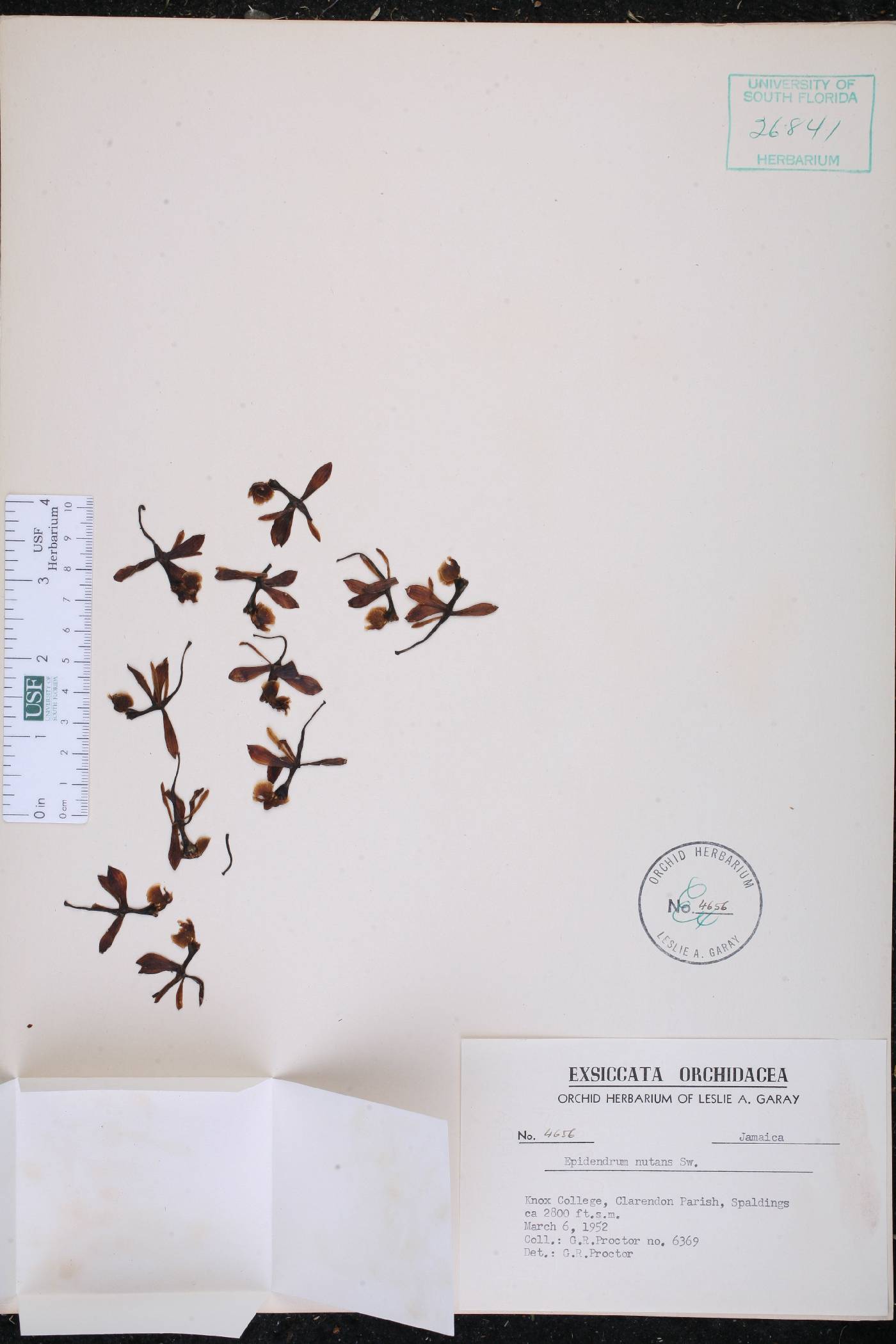Epidendrum nutans image
