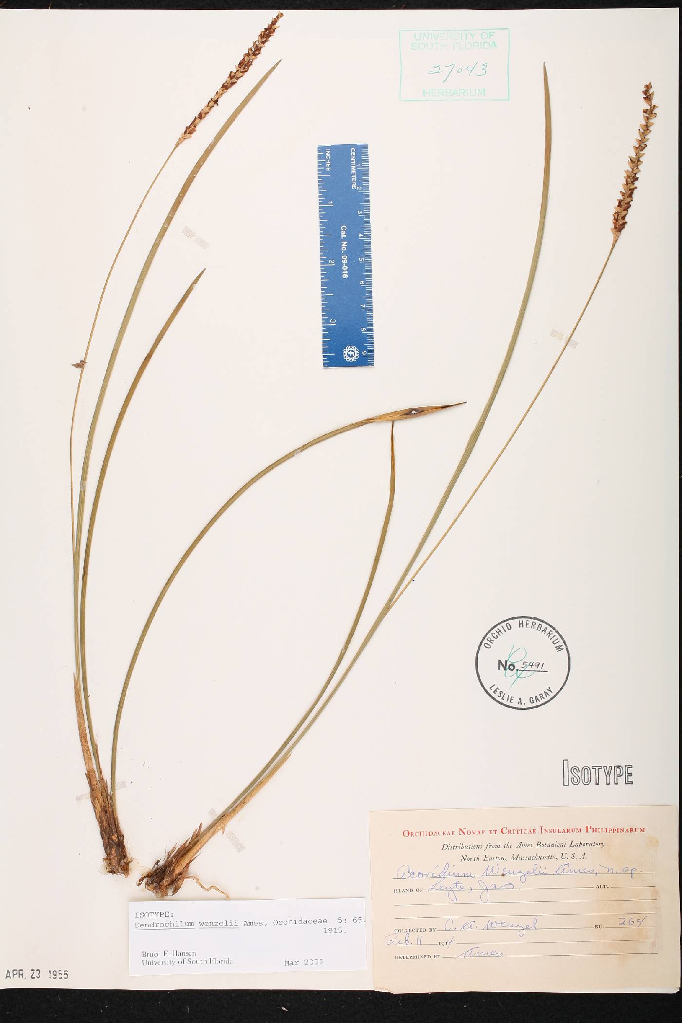 Dendrochilum wenzelii image