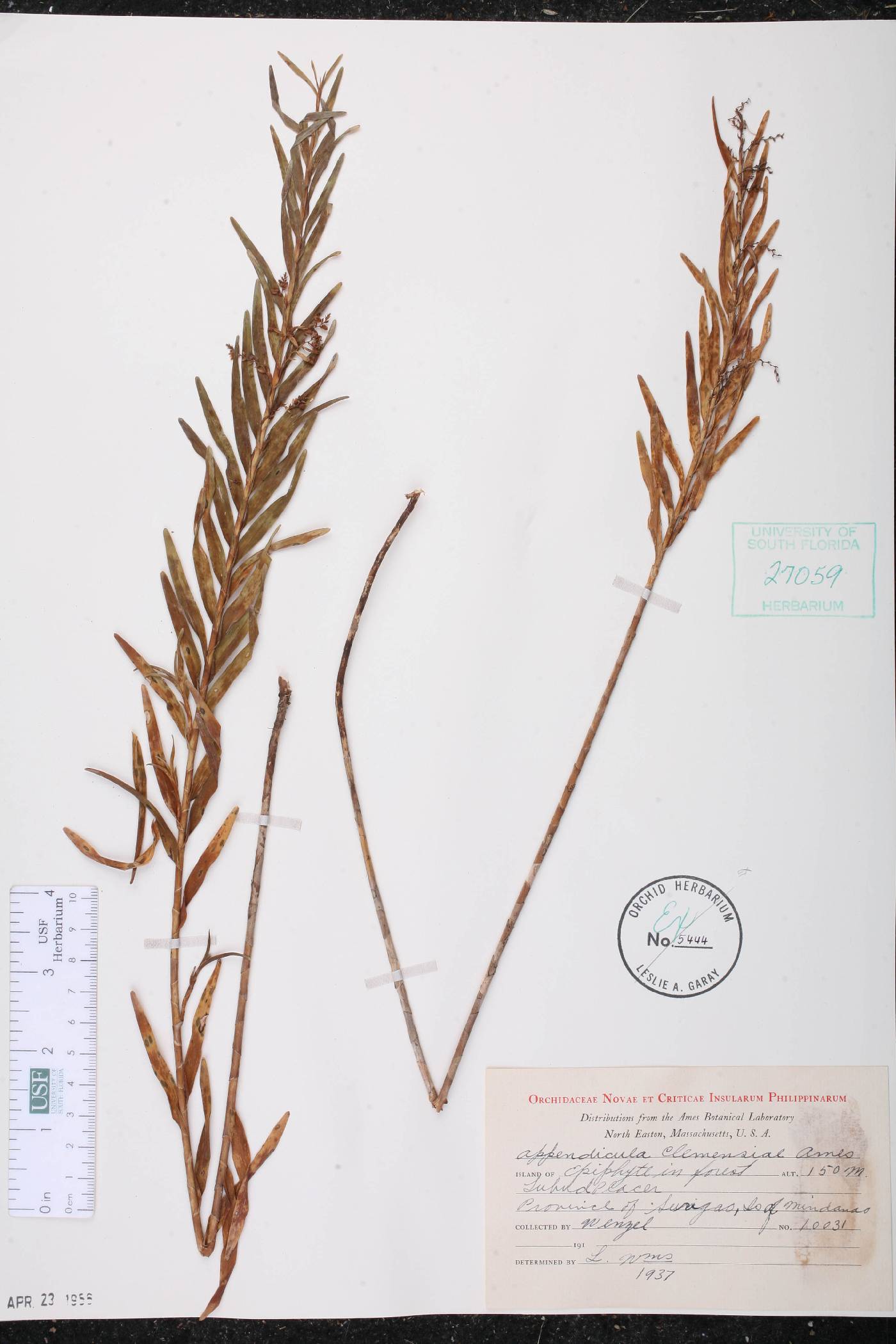 Appendicula clemensiae image