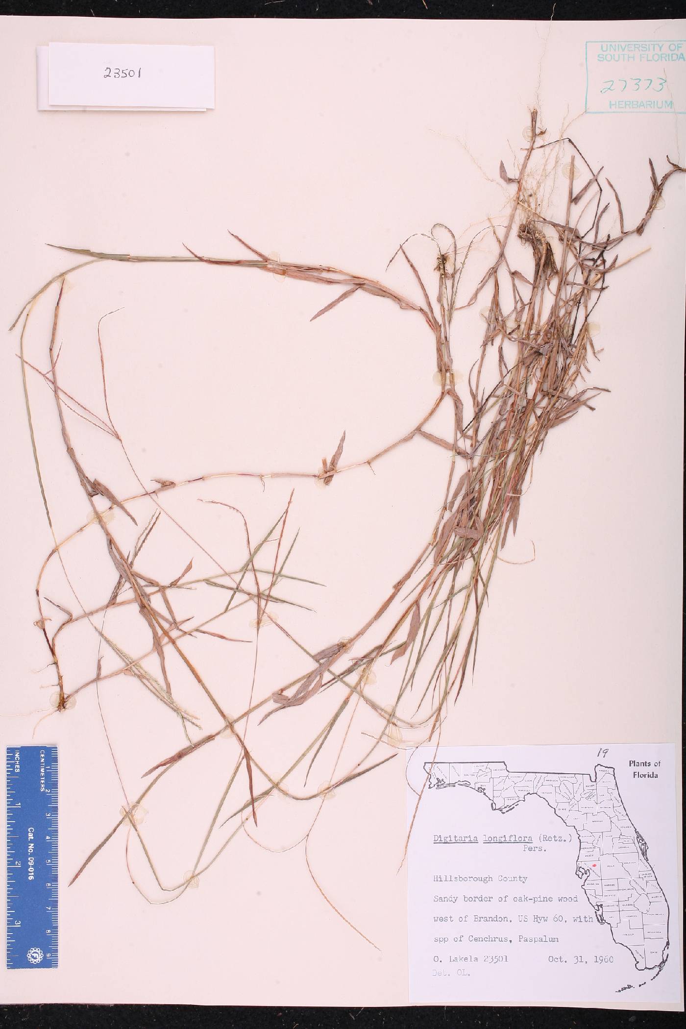 Digitaria longiflora image