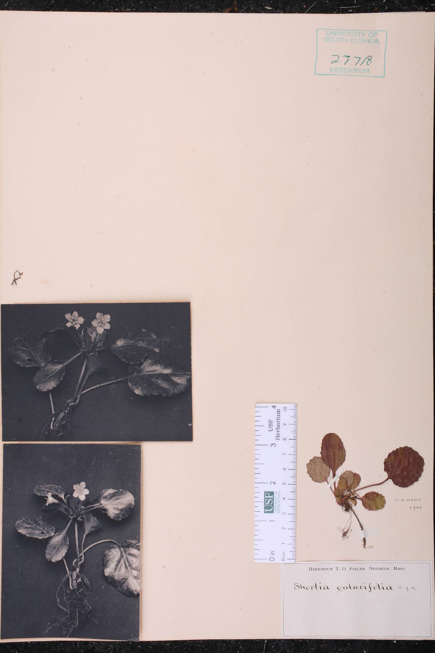 Shortia galacifolia image