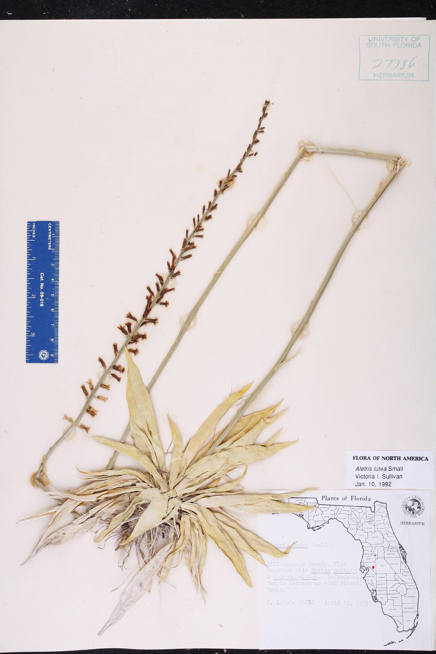Aletris lutea image
