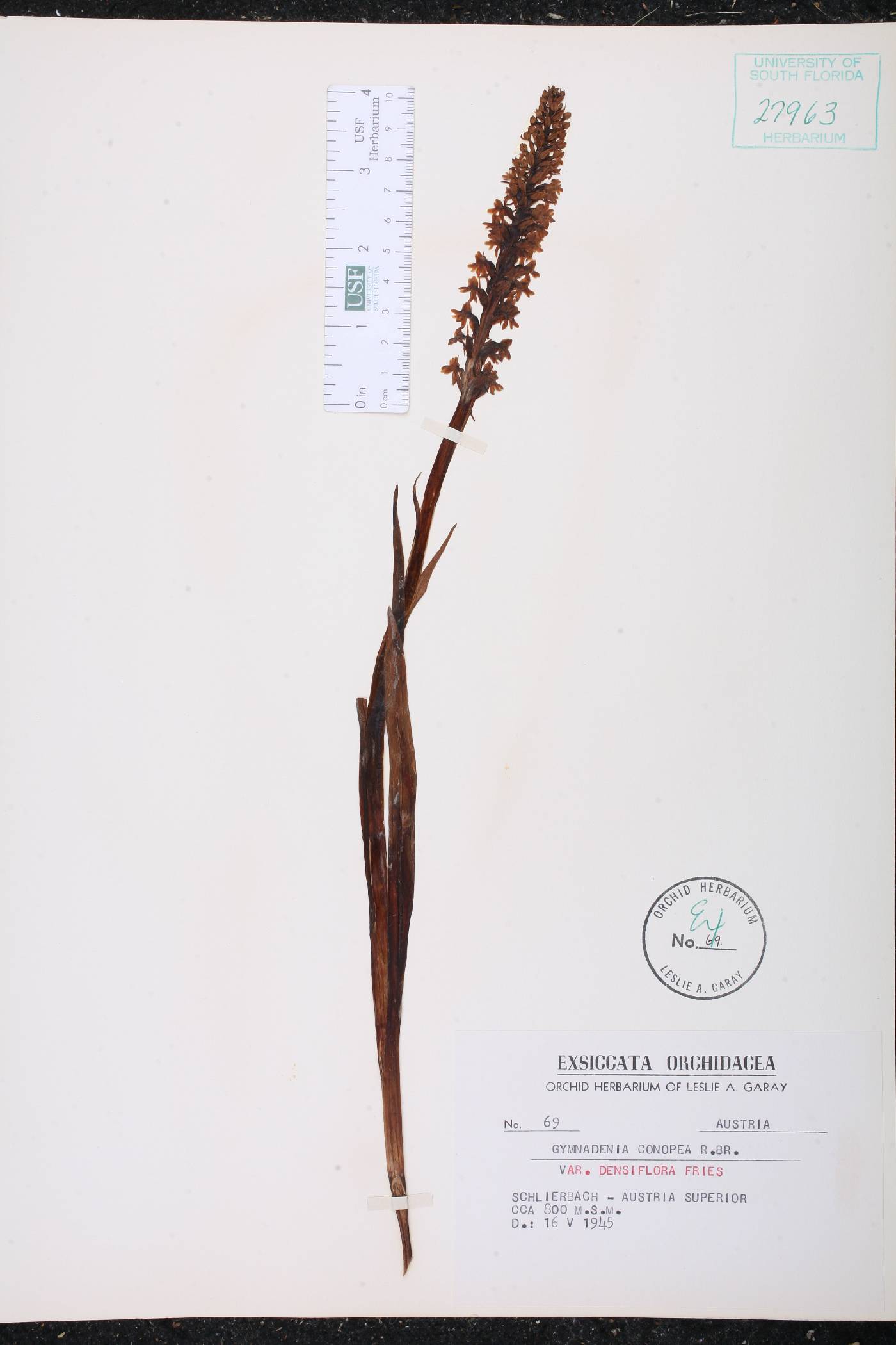 Gymnadenia conopea image
