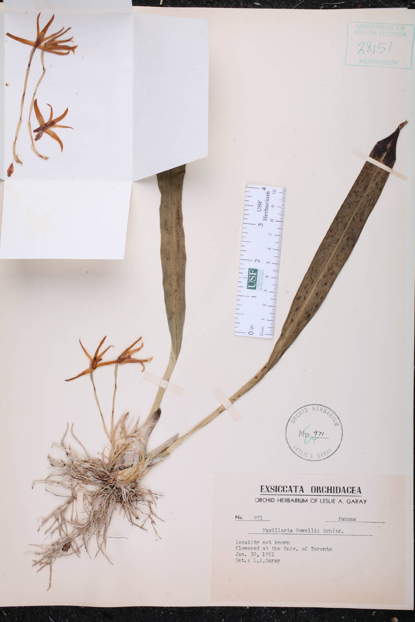 Maxillaria powellii image