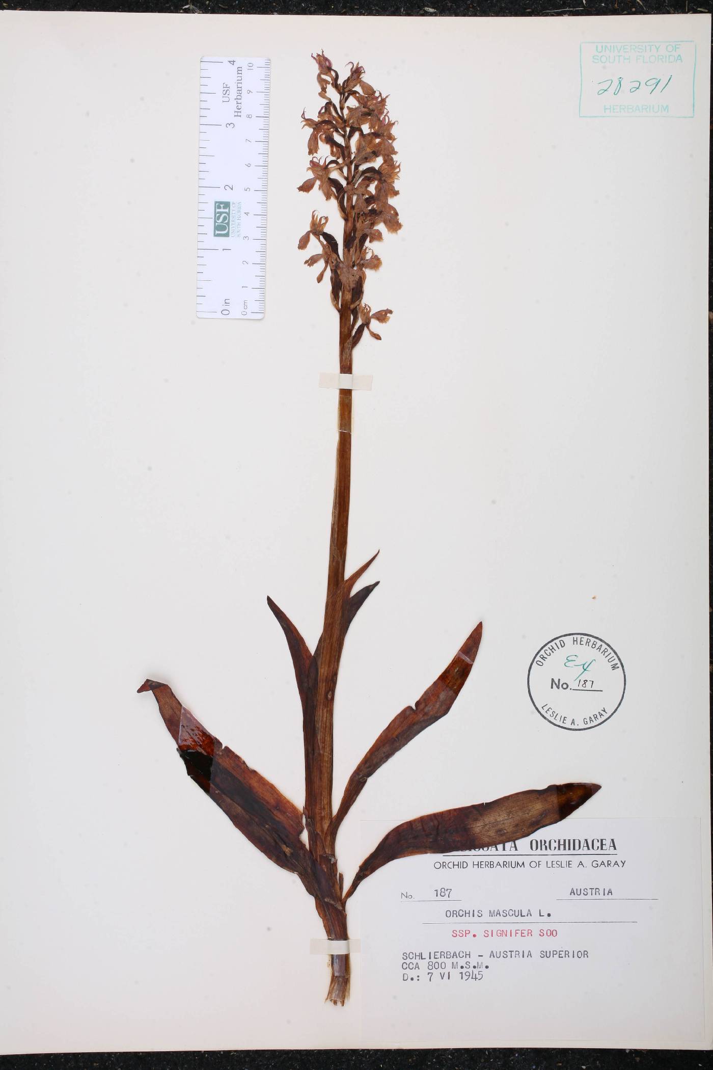 Orchis mascula subsp. speciosa image