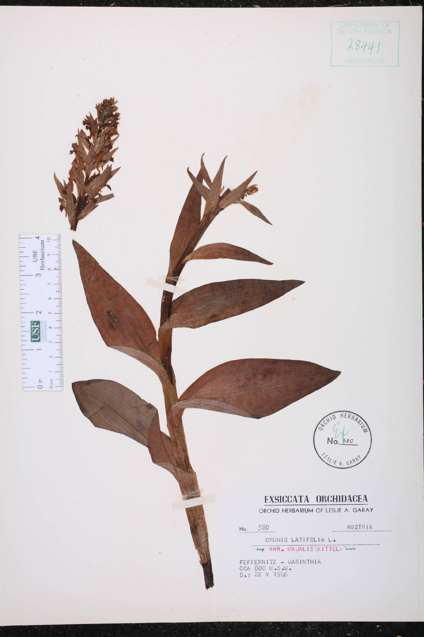 Orchis latifolia var. majalis image