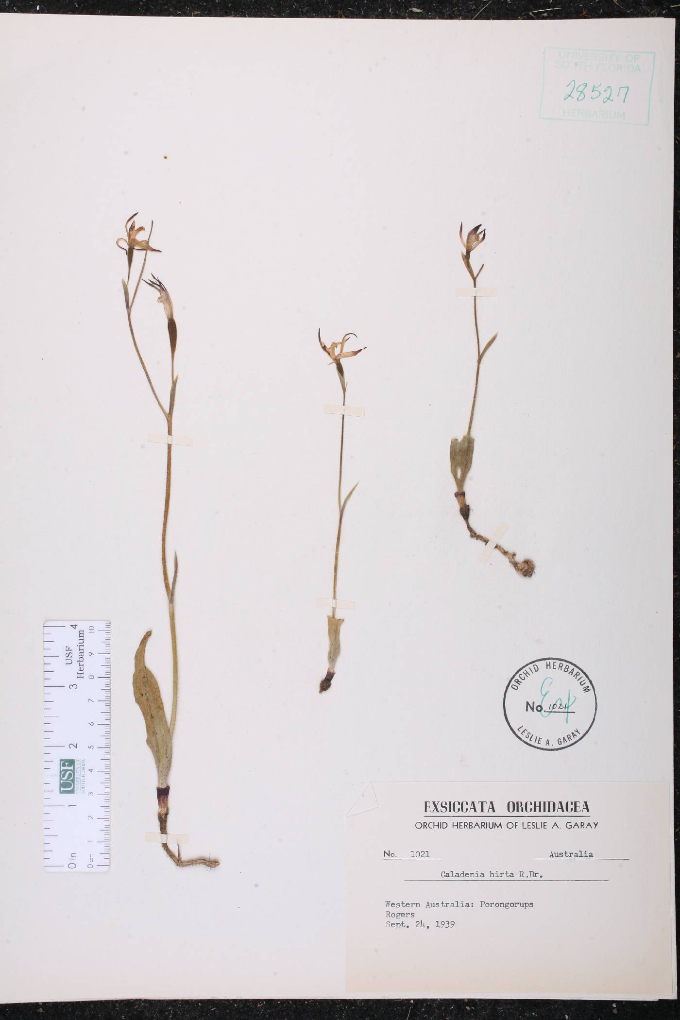 Caladenia hirta image
