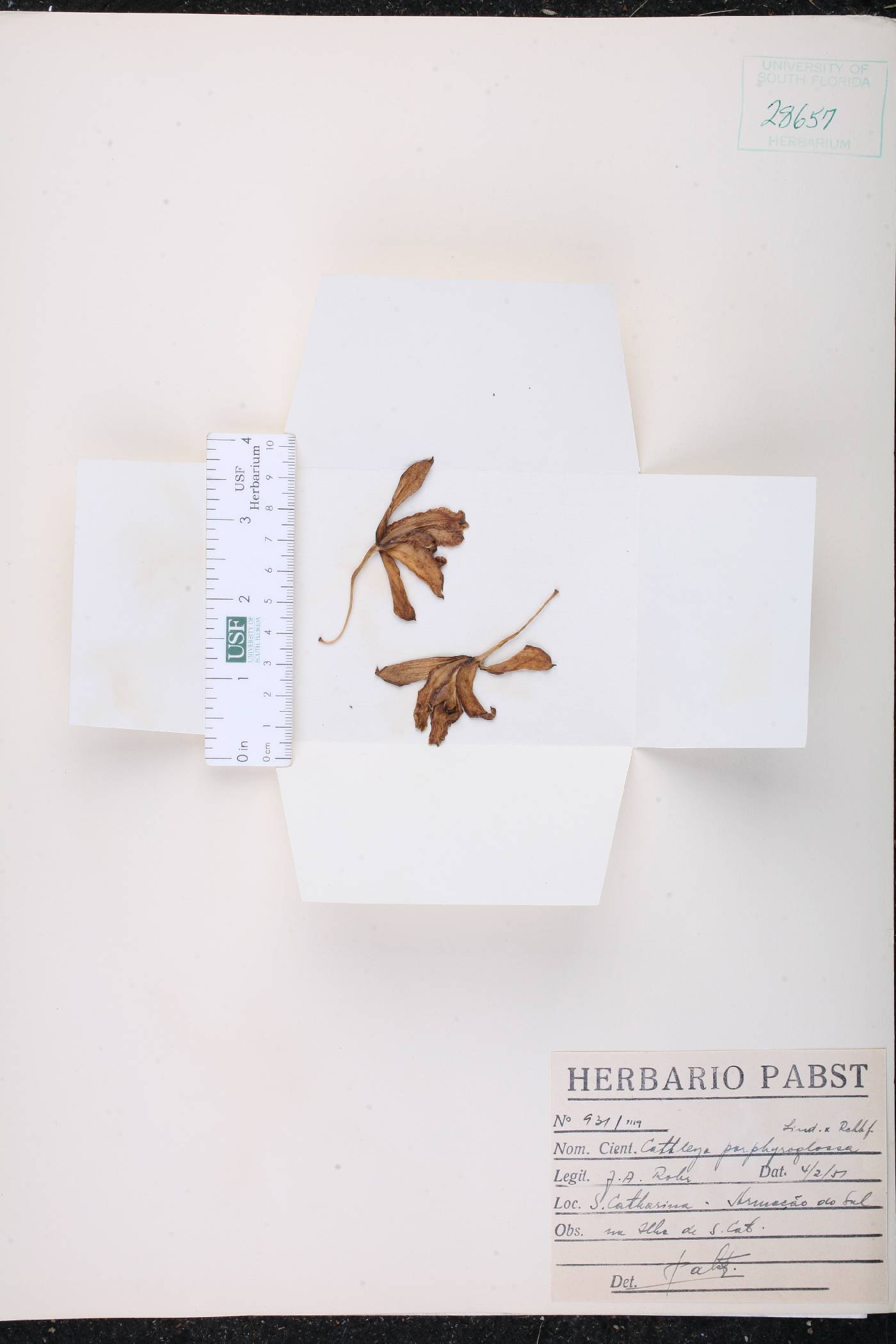 Cattleya porphyroglossa image