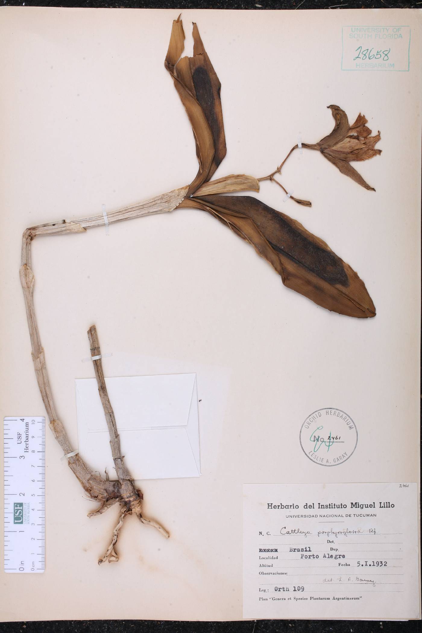 Cattleya porphyroglossa image