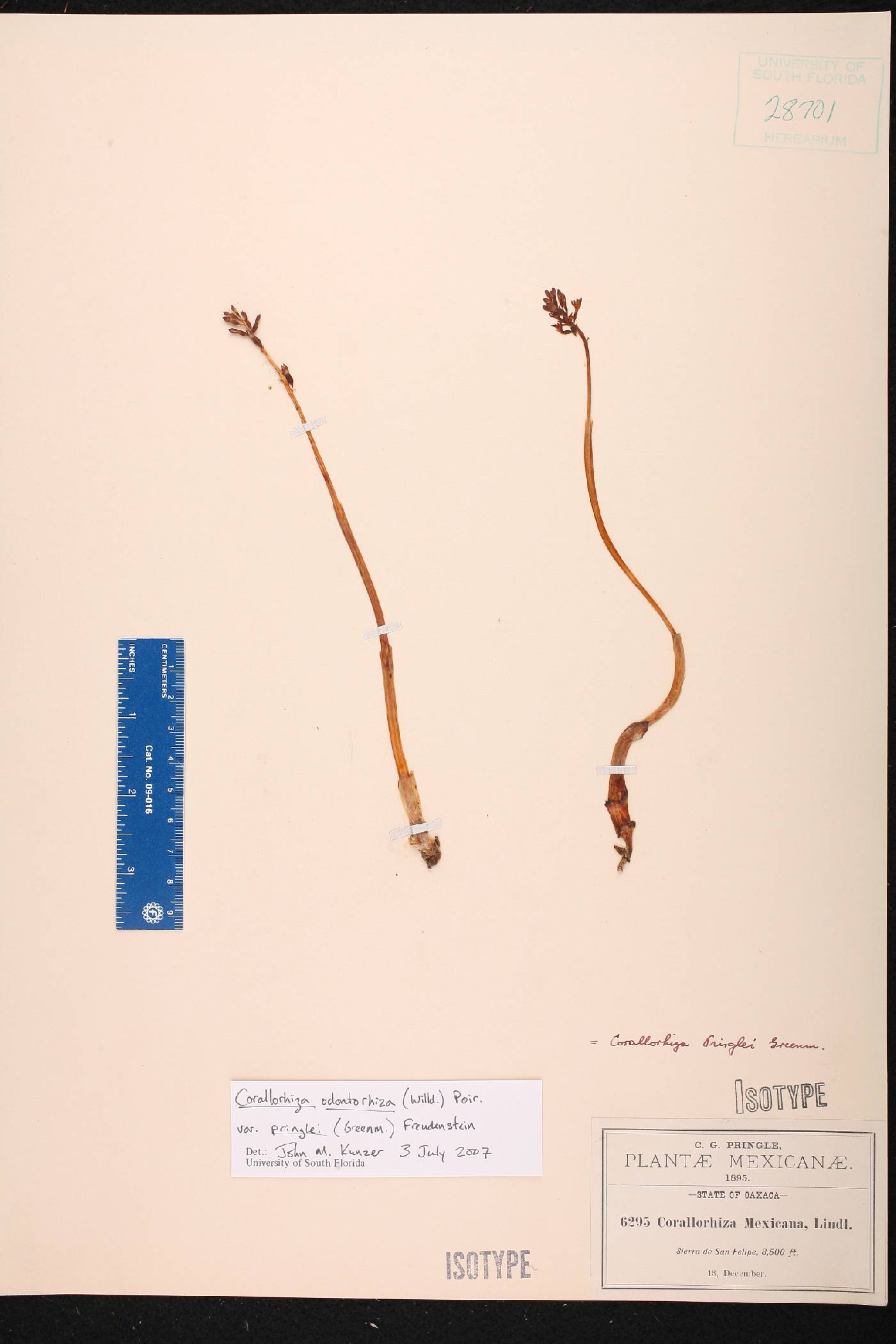 Corallorhiza odontorhiza var. pringlei image