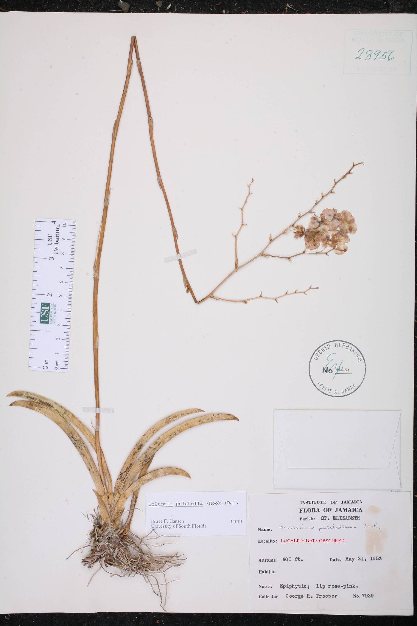 Tolumnia pulchella image