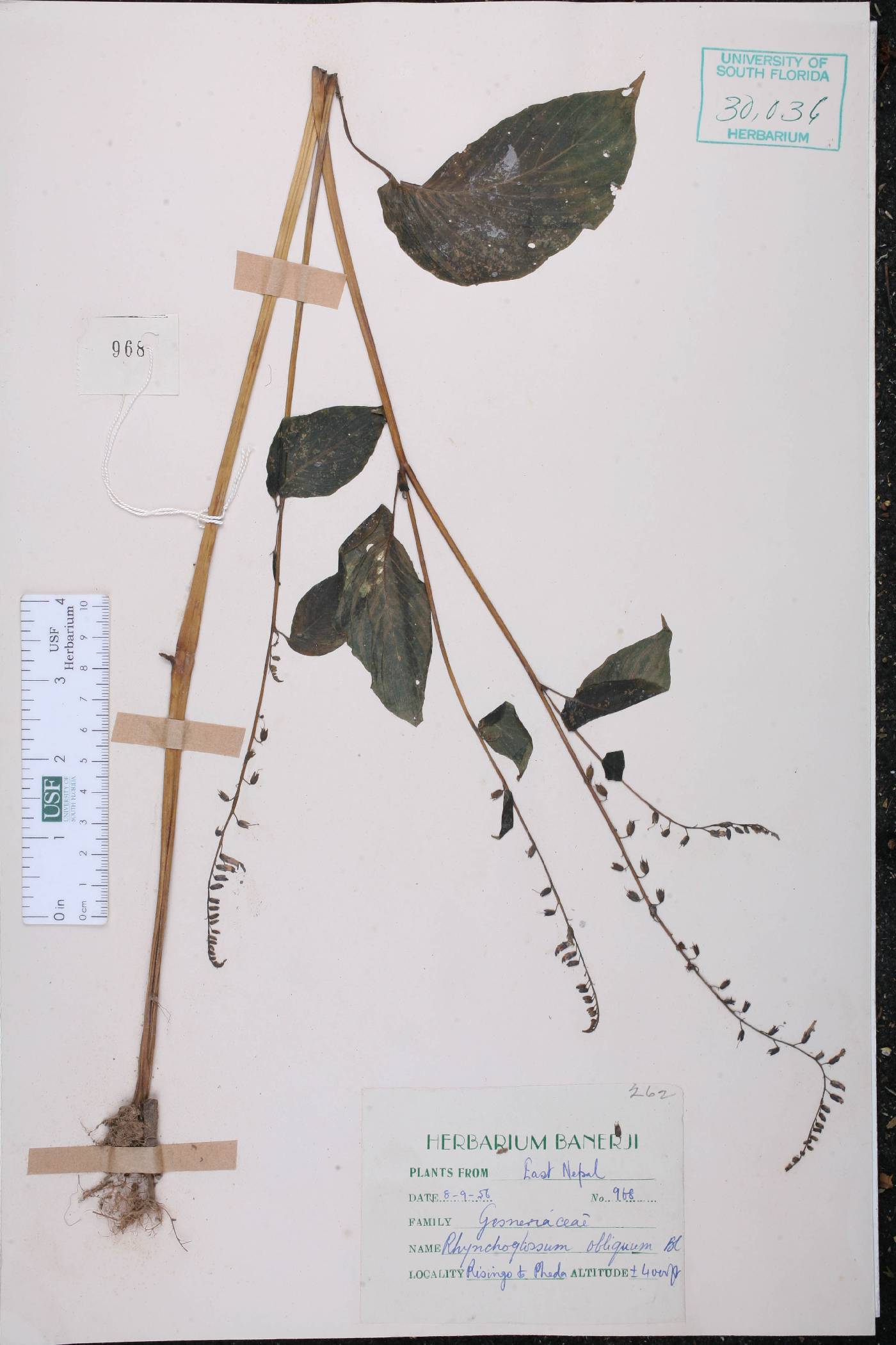 Rhynchoglossum obliquum image