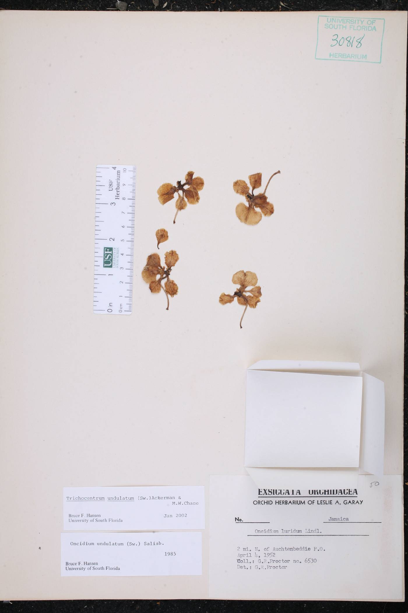 Trichocentrum undulatum image