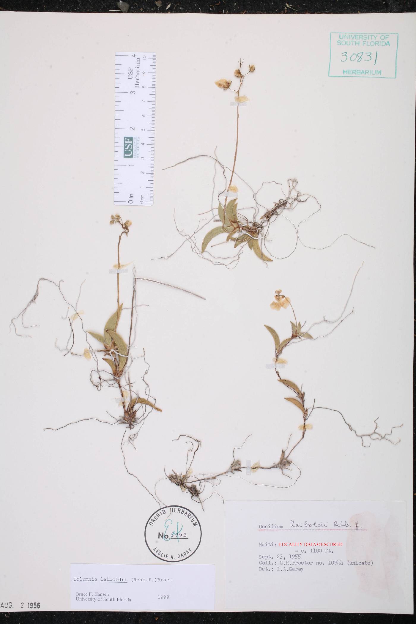Tolumnia variegata image
