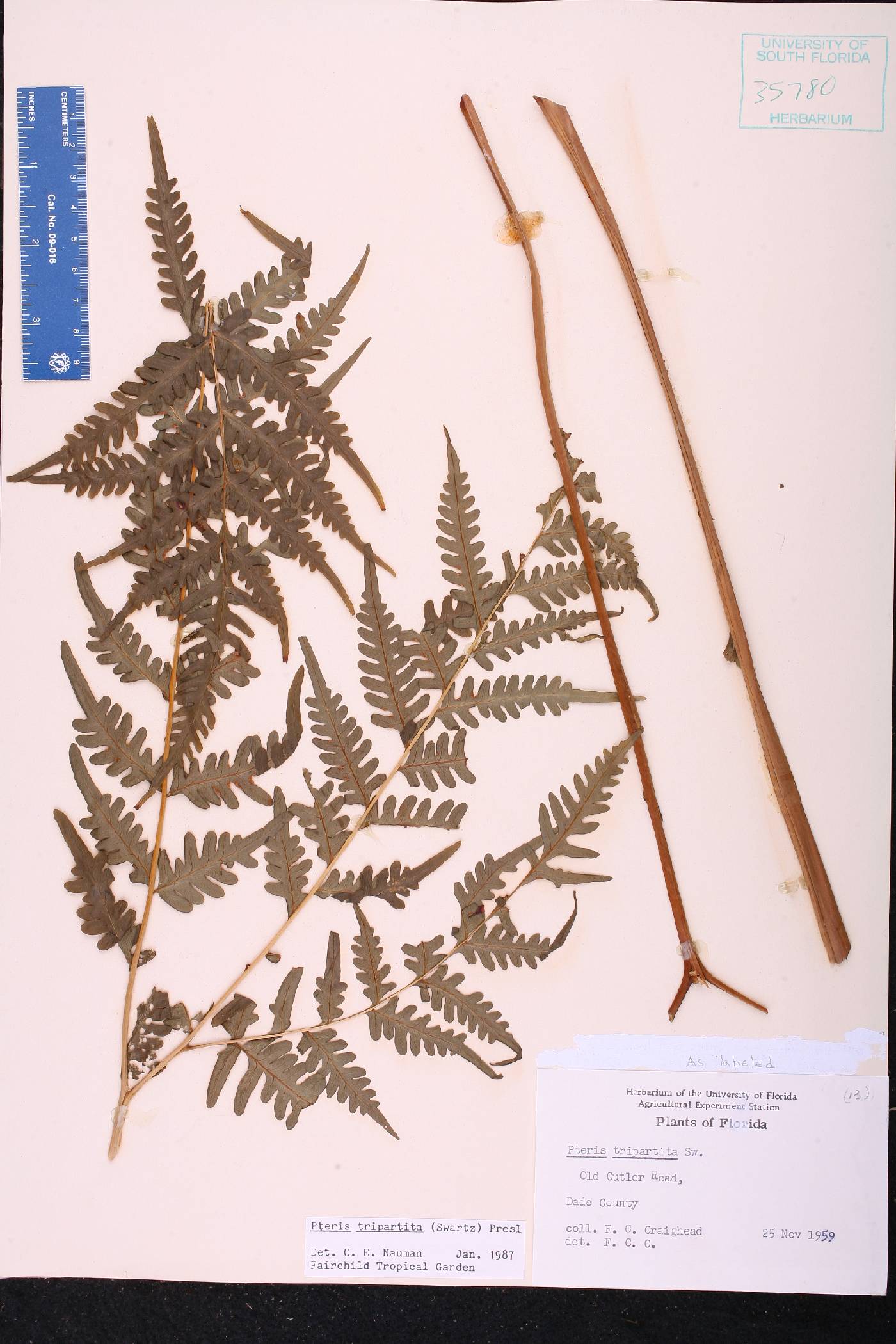 Pteris tripartita image