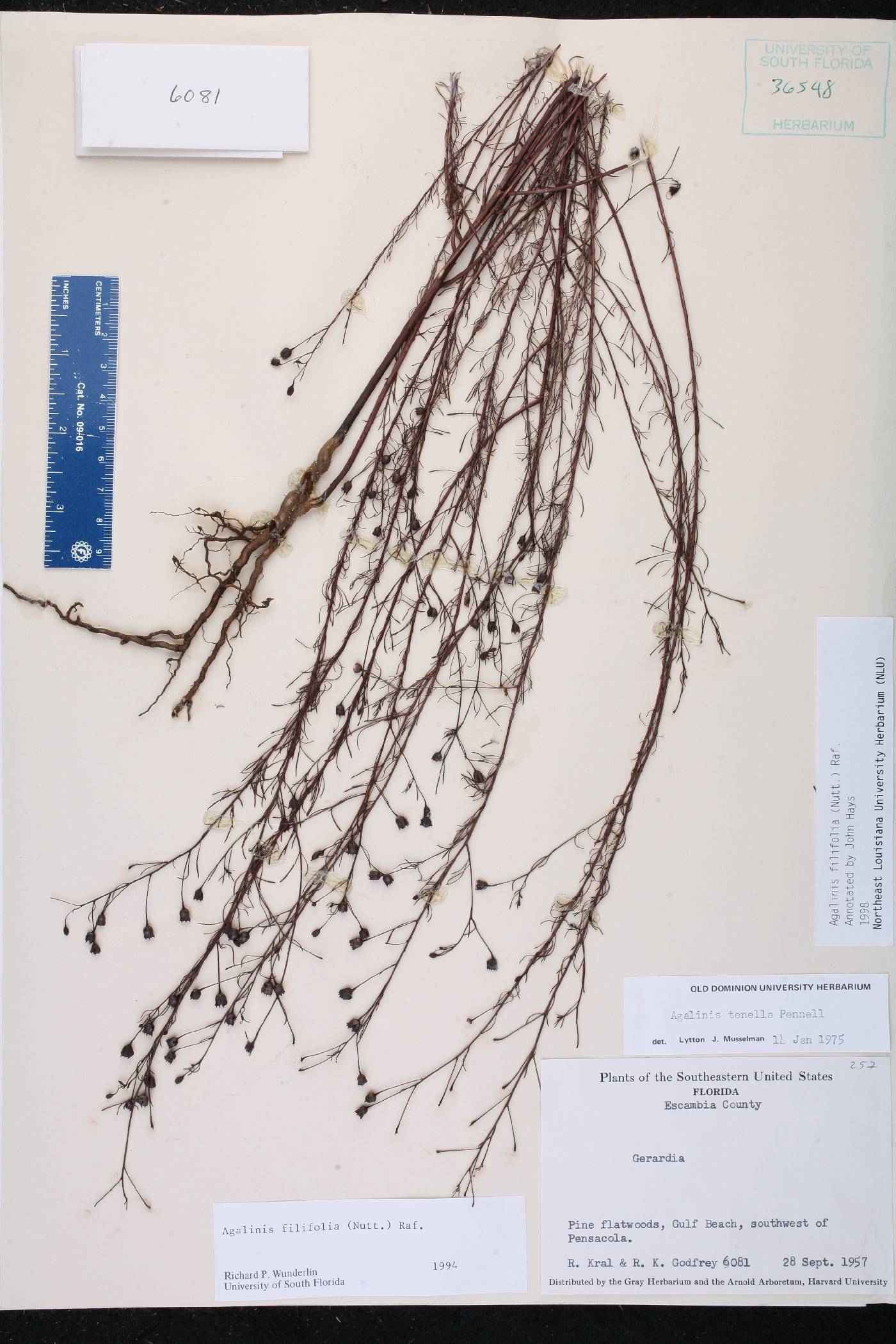 Agalinis filifolia image