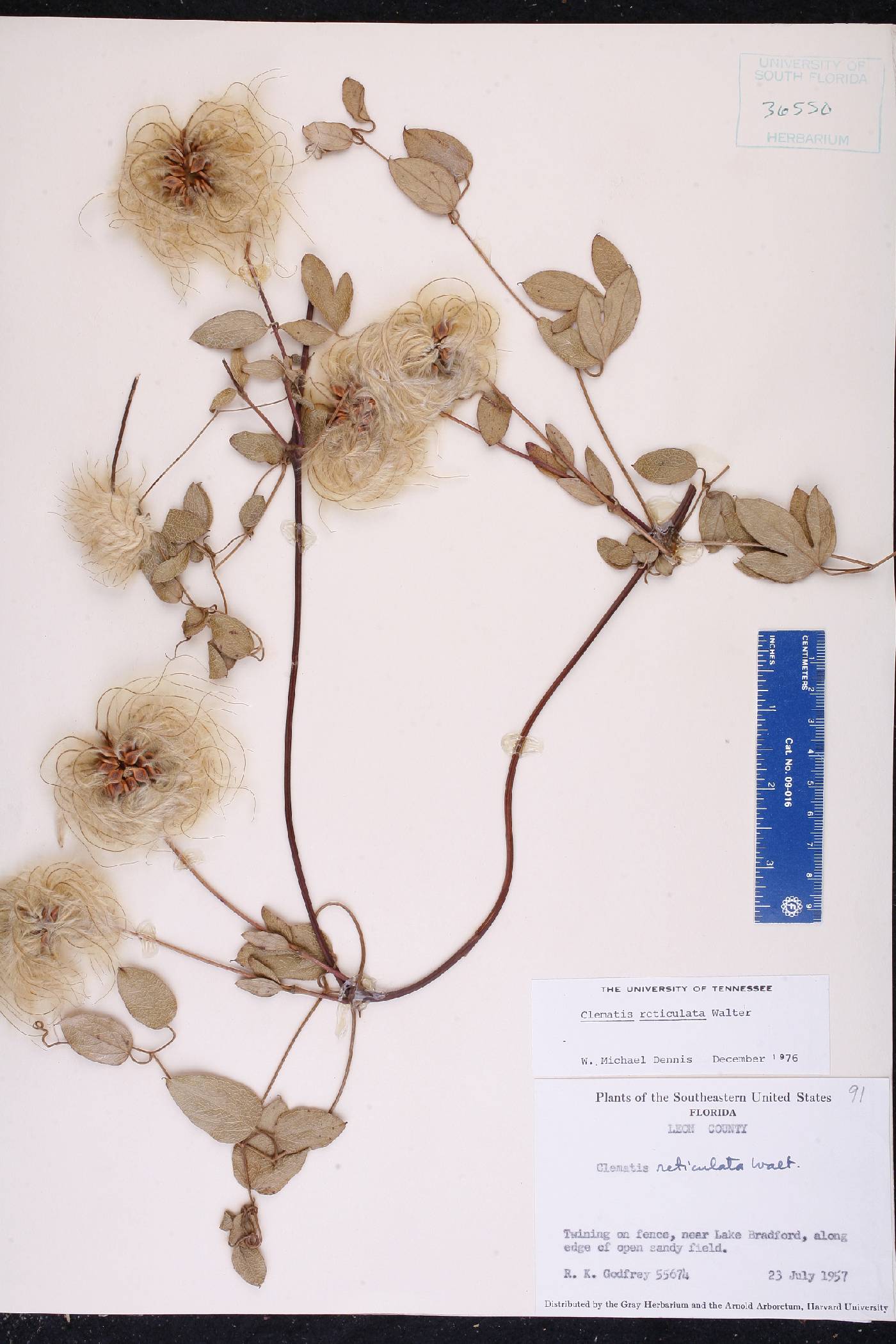 Clematis reticulata image