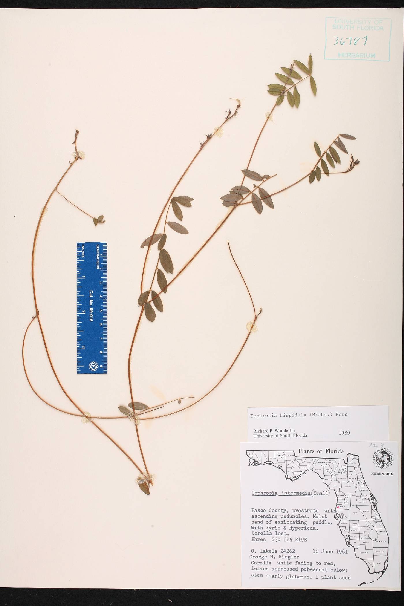 Tephrosia hispidula image