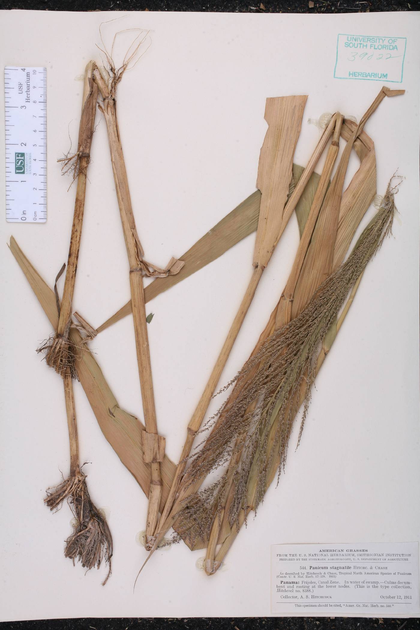 Hymenachne stagnatilis image