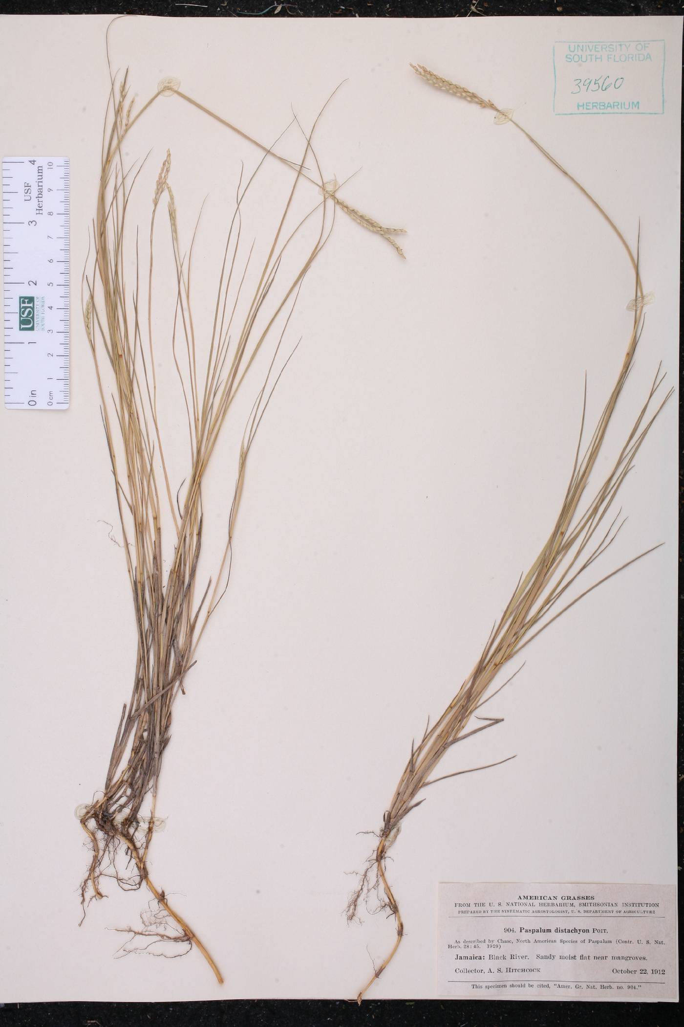 Paspalum distachyon image