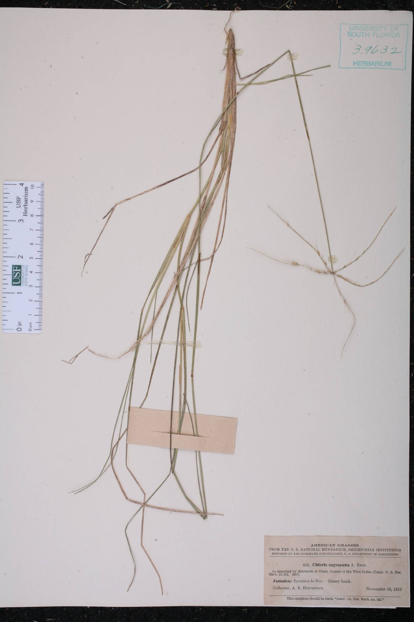 Chloris sagraeana image